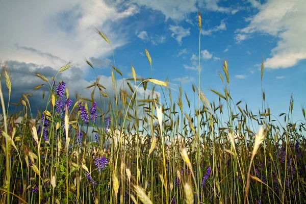 Weizenfeld Landwirtschaftliche Flächen — Stockfoto