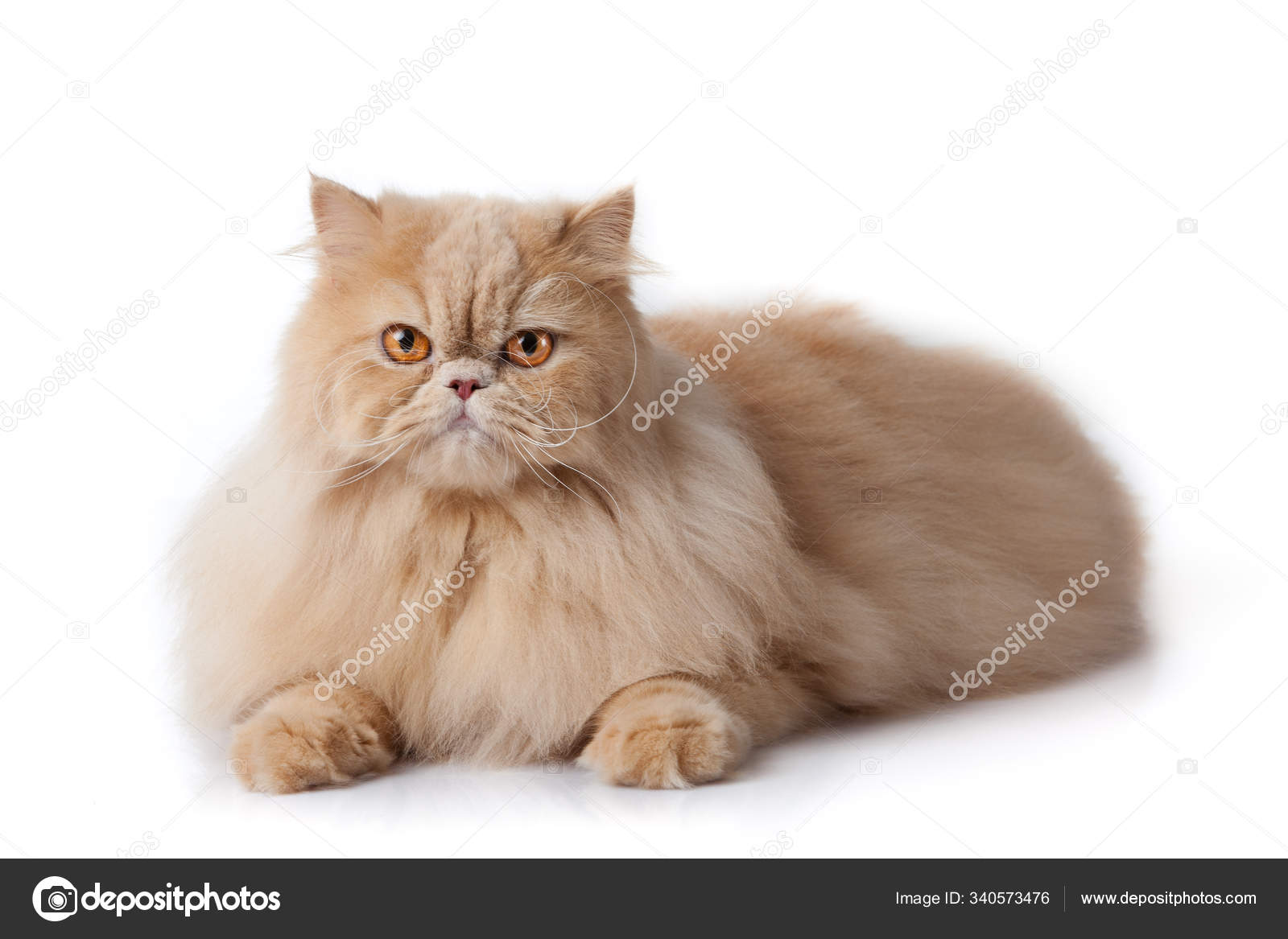 Perserkatze Isoliert Auf Weiß Persische Katze – Stockfoto ©  PantherMediaSeller #340573476, image size:1600x1167