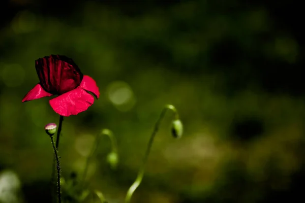 Красиві Маки Квіти Фоні — стокове фото