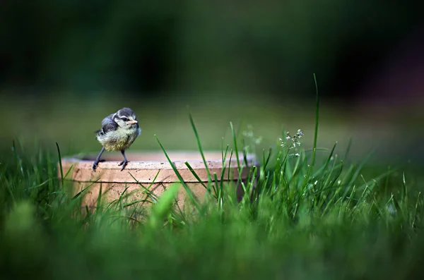 Young Tit Water Bowl Grass — Stockfoto