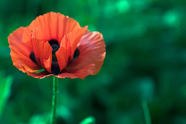 背景に美しいポピーの花 — ストック写真