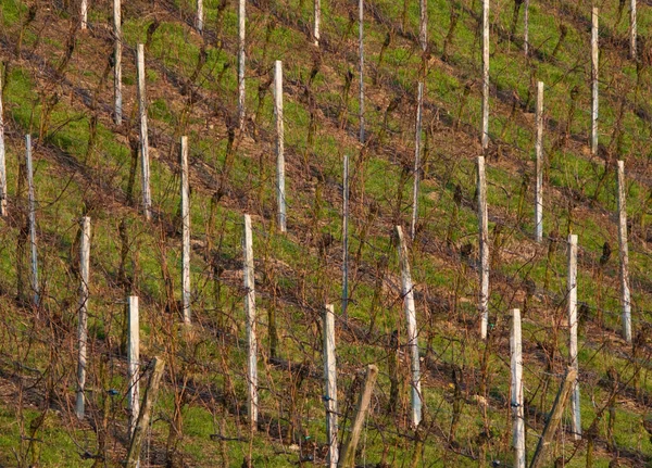 Винодельческие Поля Сельской Местности Германии Зимой — стоковое фото