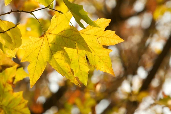 Herfstseizoen Herfstbladeren Flora — Stockfoto