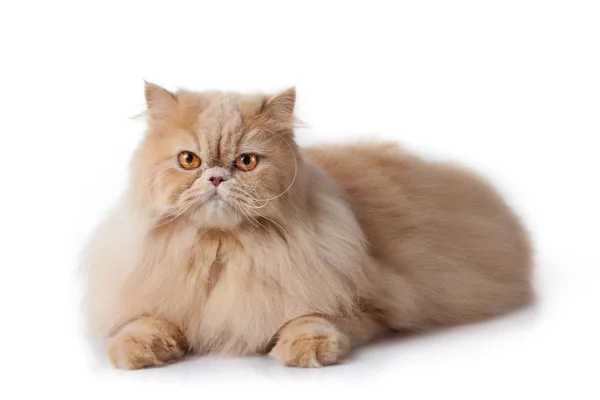 Perská Kočka Izolovaná Bílém Perský Kočičí Portrét — Stock fotografie