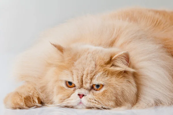 Кішку Ізольовано Білому Портрет Перського Кота — стокове фото