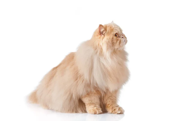 被白色隔离的波斯猫 波斯猫的肖像 — 图库照片