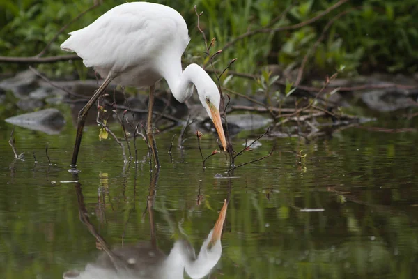 Malerischer Blick Auf Reiher Vögel Der Natur — Stockfoto