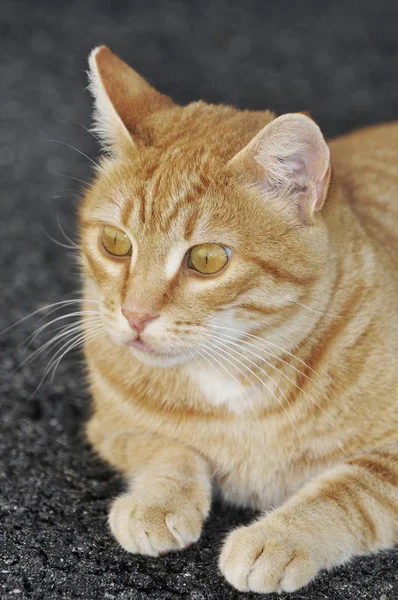 Close Dari Kucing Merah Duduk Aspal Hitam — Stok Foto