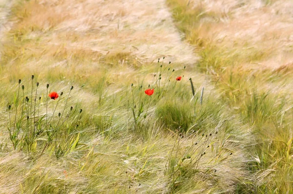 Vista Cerca Hermosas Flores Amapola Silvestre — Foto de Stock