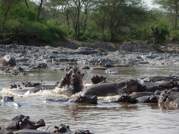 Massor Flodhästar Vattensidan Tanzania — Stockfoto