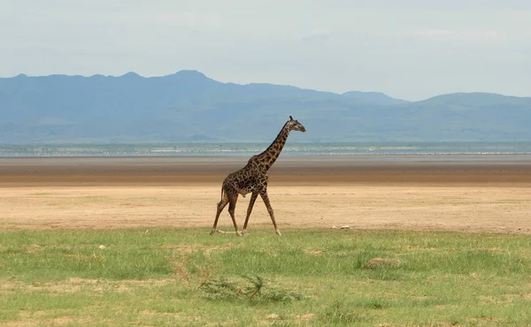 Pictoral View Giraffe Tanzania Africa — Stock Photo, Image