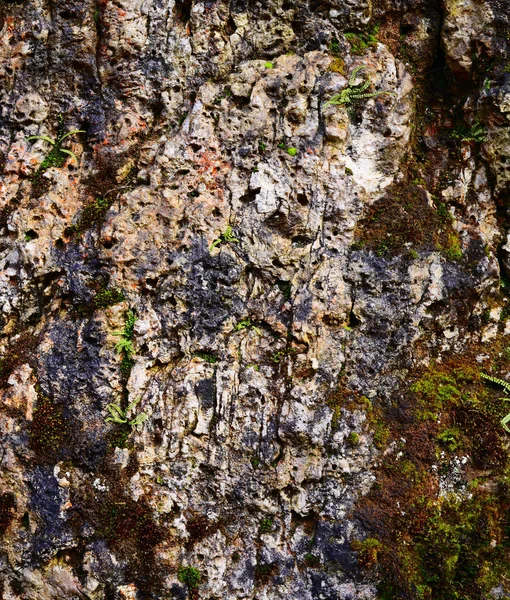 Weinhang Gleiszellen Gleishorbach Deutsche Weinstrae Pfalz Rheinland Pfalz Alemania Europa —  Fotos de Stock