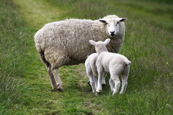 Two Lambs Green Meadow — Stock Photo, Image
