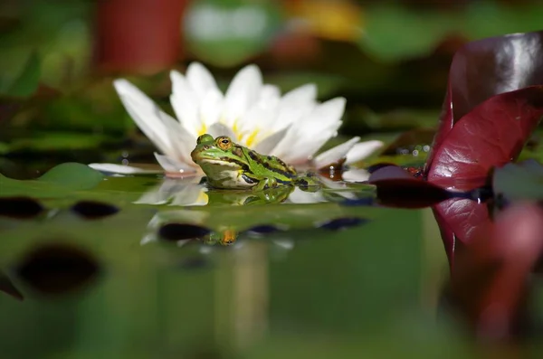 Seleger Moor Frog Lily — Stock Photo, Image