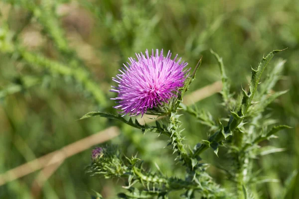 Distel Hautnah Die Stachelige Pflanze Der Natur — Stockfoto