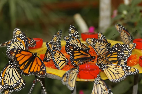 Schmetterlinge Der Natur Papillon Dans Nature Monarchfalter Danaus Plexippus — Photo