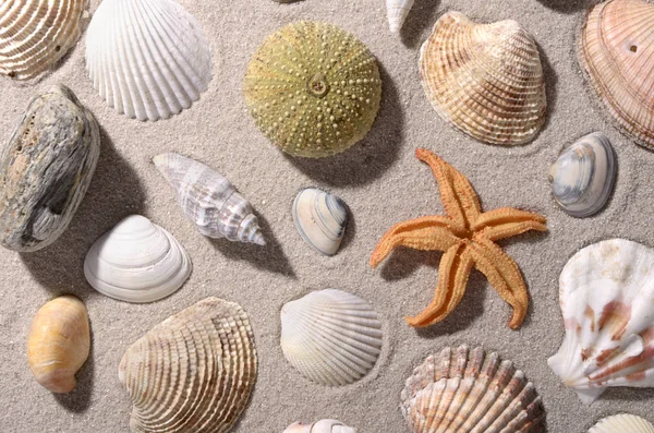 Beach Scene Seashell Conch Top View Background — Stock Photo, Image