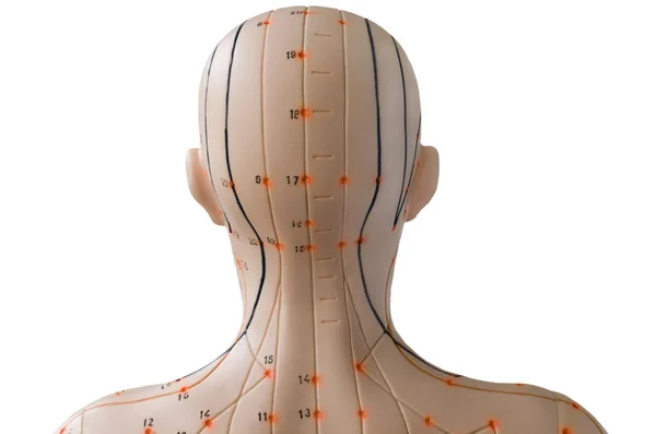 Acupunctuur Model Kop Van Achteren — Stockfoto