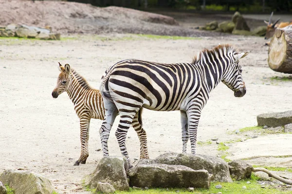 Δύο Ζέβρες Στο Ζωολογικό Κήπο — Φωτογραφία Αρχείου