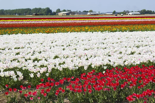 Тюльпан Квітучі Квіти Природі Квіткові Тюльпани — стокове фото