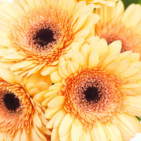 Vackra Gerbera Blommor Bakgrund Närbild — Stockfoto