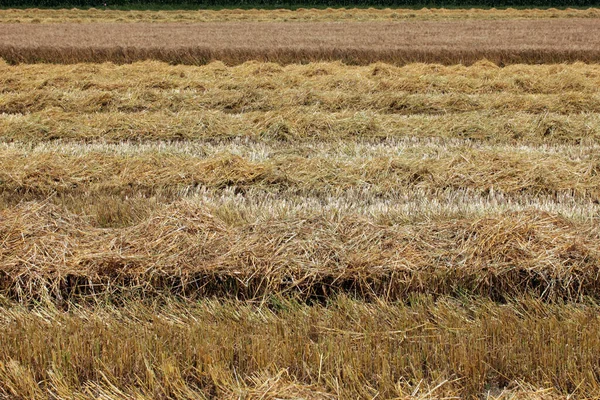 Landwirtschaft Felder Mit Weizenanbau — Stockfoto