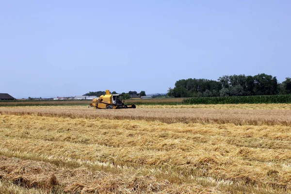 Platteland Landbouw Tarweveld — Stockfoto