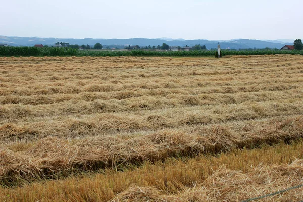 Mezőgazdaság Termőkukoricával Borított Vidéki Terület — Stock Fotó