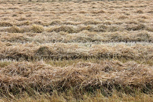 Jordbruk Landsbygd Med Odling Vete — Stockfoto