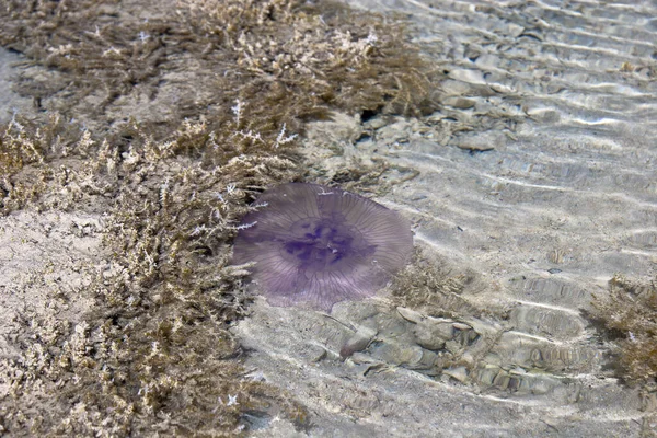 Medusas Rosadas Playa Agua —  Fotos de Stock