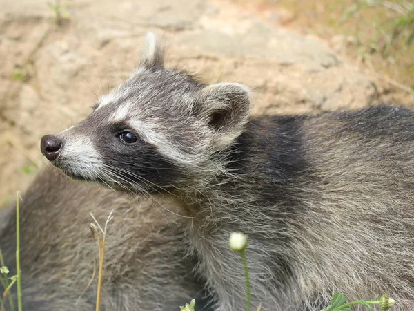 Raccoon Baby Tierpark Sababurg — Stock Photo, Image