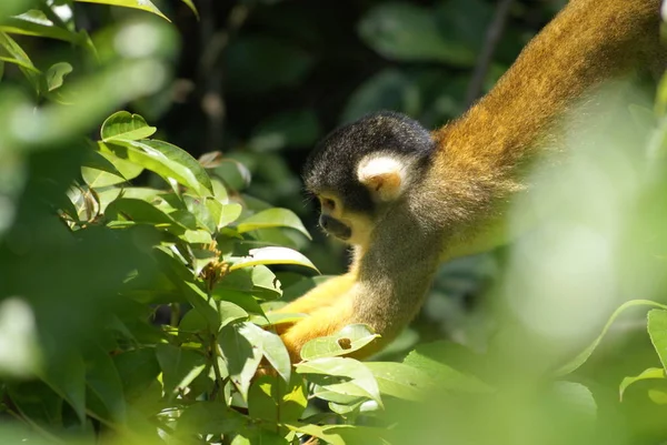 Macaco Esquilo Pequeno Primata Selvagem — Fotografia de Stock