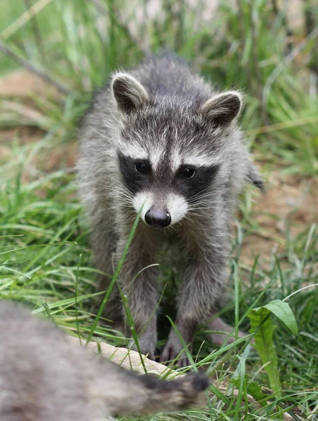 Raccoon Bebê Tierpark Sababurg — Fotografia de Stock