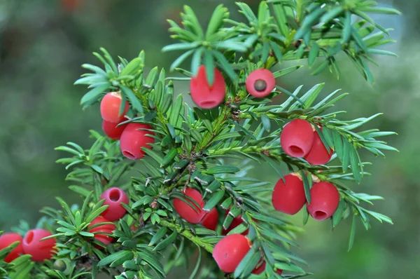 Gåsens Frukter — Stockfoto