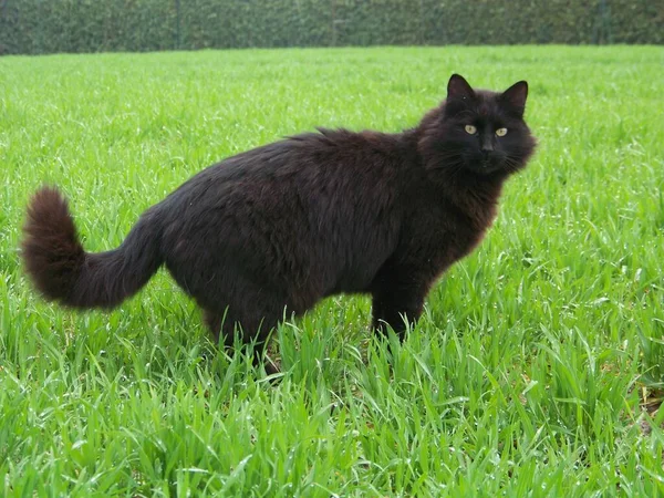 Black Male Cat Resting Green Field — Stock Photo, Image