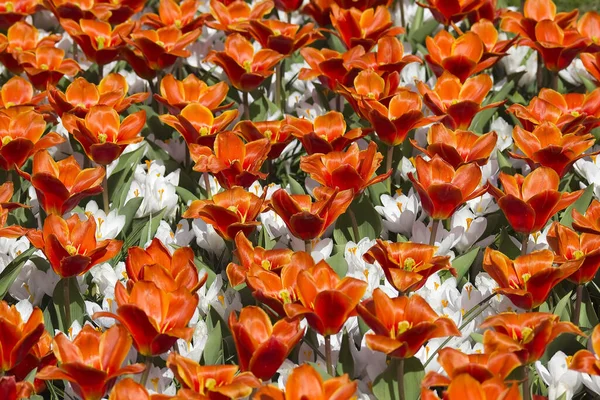 Fleurs Printemps Aux Pays Bas Keukenhof — Photo