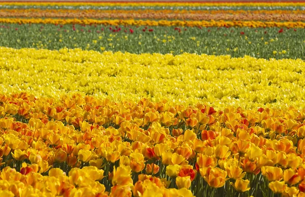 Pole Tulipanowe Dolnej Części Kraju — Zdjęcie stockowe