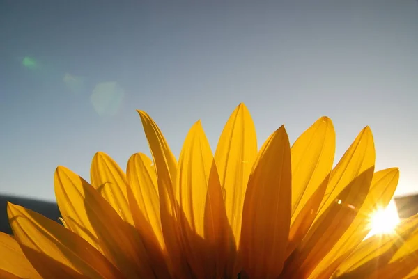 Girasol Día Soleado Nikon D80 — Foto de Stock