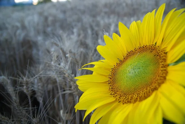 Sonnenblumen Nahaufnahme Mit Weizen Hintergrund Nikon D80 — Stockfoto