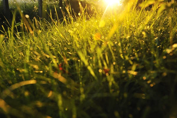 Beautiful Fresh Morning Sun Rays Dramatic Light — Stock Photo, Image