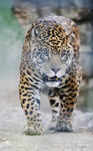 Gatto Leopardo Ghepardo Animale Predatore — Foto Stock