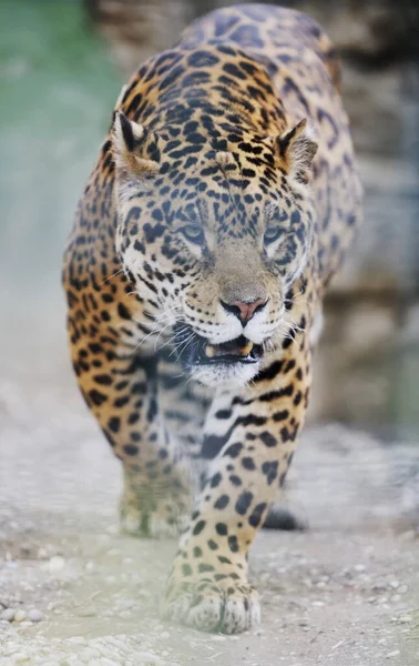 Çita Kedi Leopar Hayvan Vahşi Kedi — Stok fotoğraf
