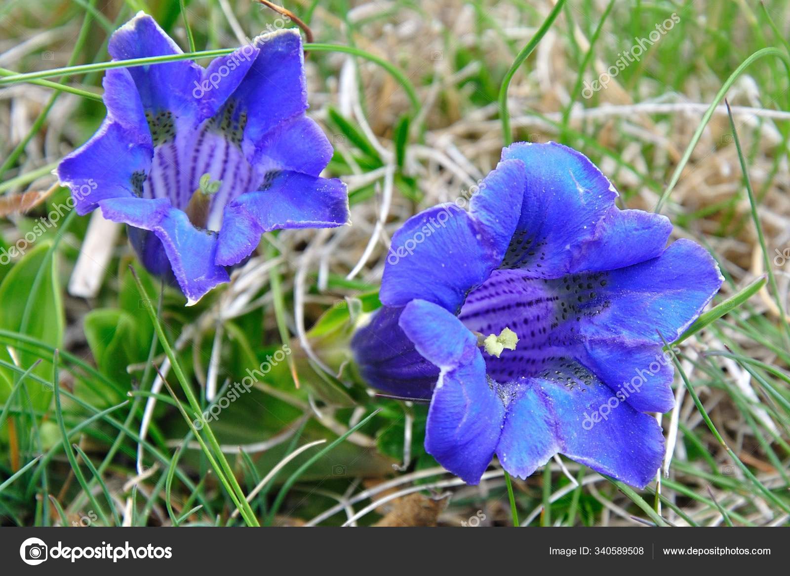 Stemless Gentian Stock Photos Royalty Free Stemless Gentian Images Depositphotos