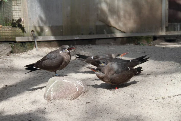 Vue Panoramique Belle Inca Tern Nature — Photo