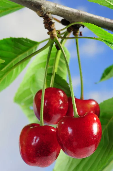 Sabrosas Cerezas Rojas Fondo Cerca —  Fotos de Stock