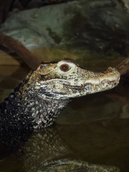 Cocodrilos Cocodrilos Vida Silvestre Peligroso Depredador Reptil — Foto de Stock