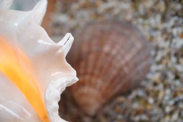 Sea Shell Mollusk Shells — Stock Photo, Image