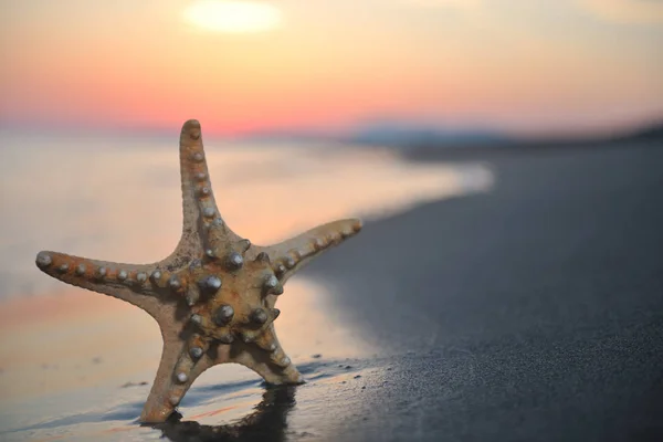 Puesta Sol Playa Verano Con Estrella Playa Que Representa Fresnos — Foto de Stock