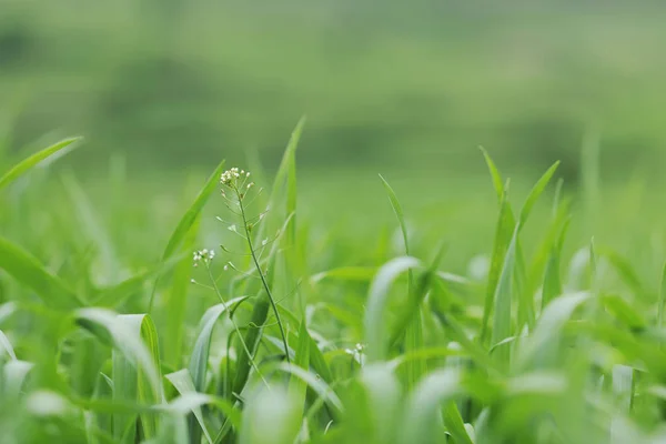 Erba Verde Primo Piano All Aperto Fondo Alla Natura — Foto Stock