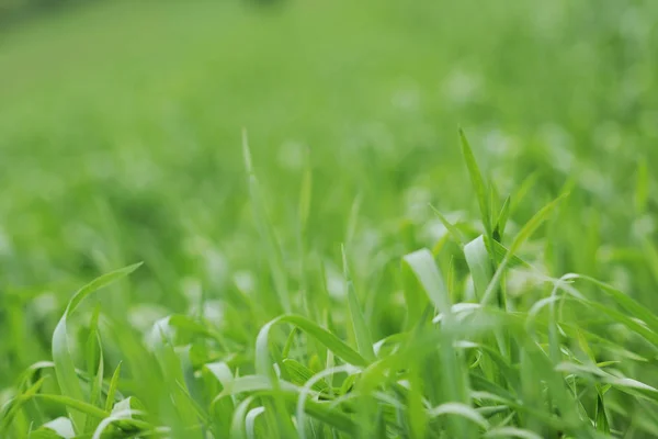 Erba Verde Primo Piano All Aperto Fondo Alla Natura — Foto Stock